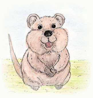 Quokka illustration